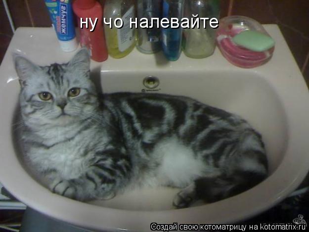 Котоматрица: ну чо налевайте