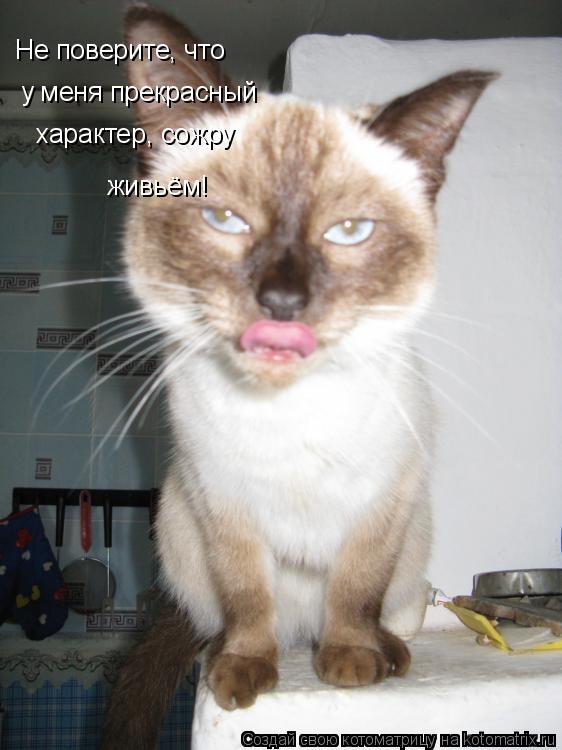 Котоматрица: Не поверите, что у меня прекрасный  характер, сожру живьём!
