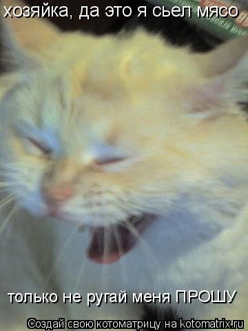 Котоматрица: хозяйка, да это я сьел мясо только не ругай меня ПРОШУ