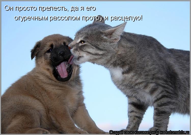 Котоматрица: Он просто прелесть, да я его   огуречным рассолом протру и расцелую!