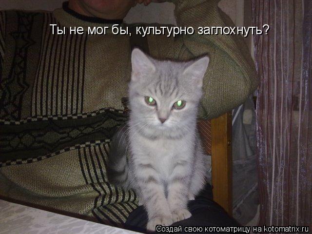 Котоматрица: Ты не мог бы, культурно заглохнуть?