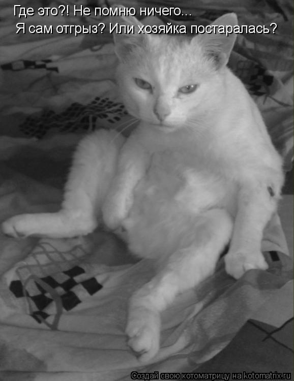 Котоматрица: Где это?! Не помню ничего...  Я сам отгрыз? Или хозяйка постаралась?