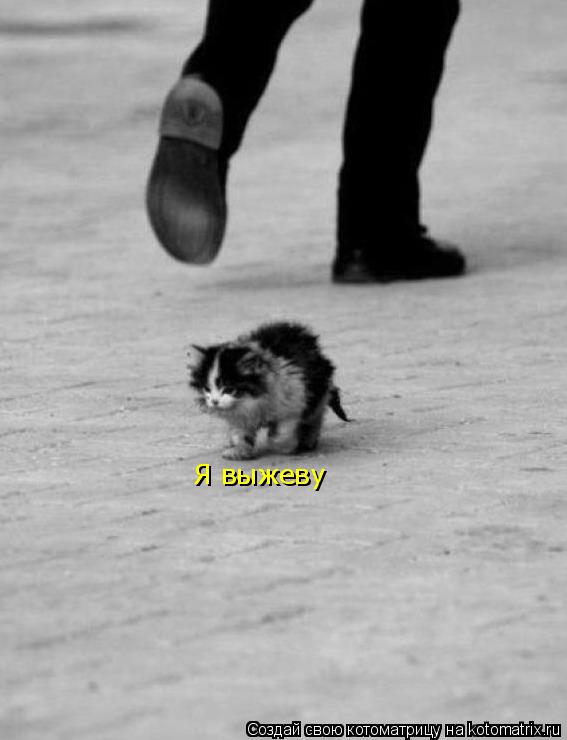 Котоматрица: Я выжеву