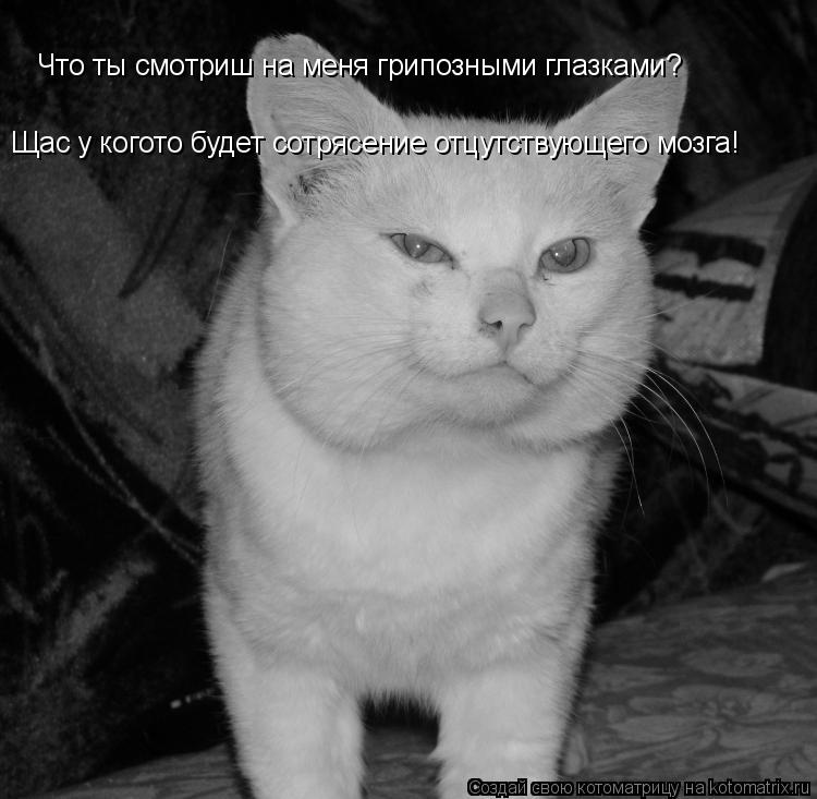 Котоматрица: Что ты смотриш на меня грипозными глазками? Щас у когото будет сотрясение отцутствующего мозга!
