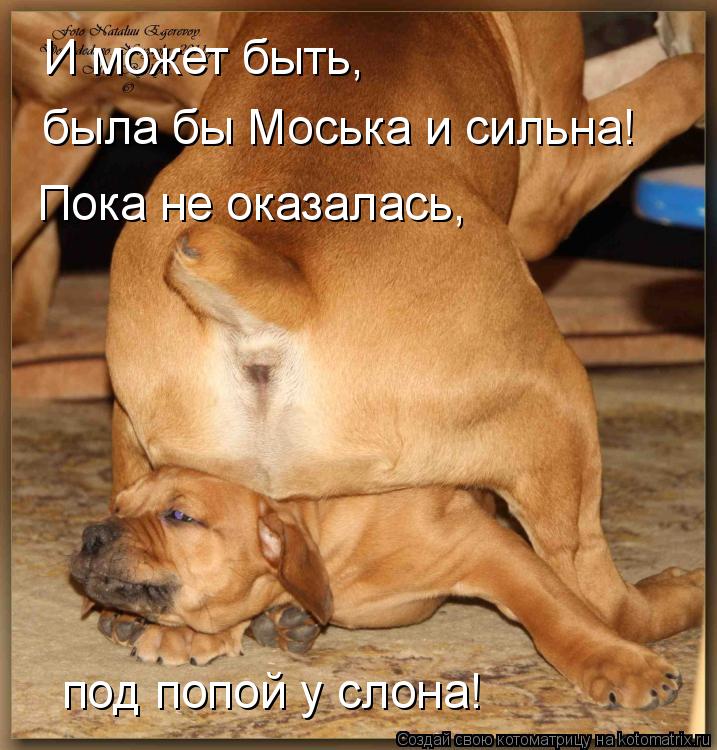 Котоматрица: И может быть, была бы Моська и сильна! Пока не оказалась, под попой у слона!