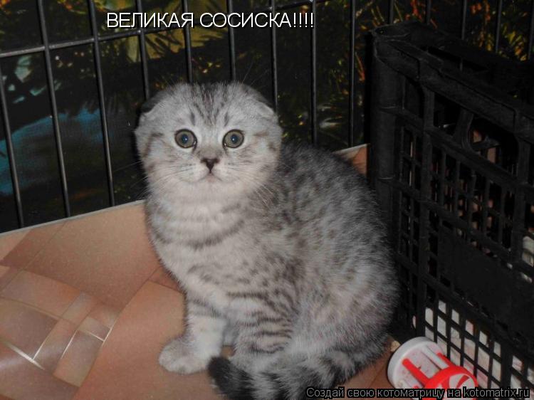Котоматрица: ВЕЛИКАЯ СОСИСКА!!!!