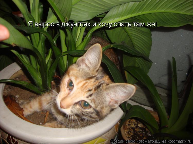 Я вырос в джунглях и хочу спать там же!... Котоматрица: Я вырос в джунглях и хочу спать там же!