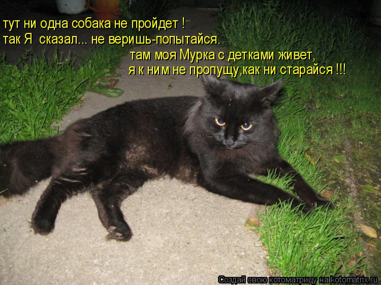 Котоматрица: там моя Мурка с детками живет, так Я  сказал... не веришь-попытайся. тут ни одна собака не пройдет ! я к ним не пропущу,как ни старайся !!!