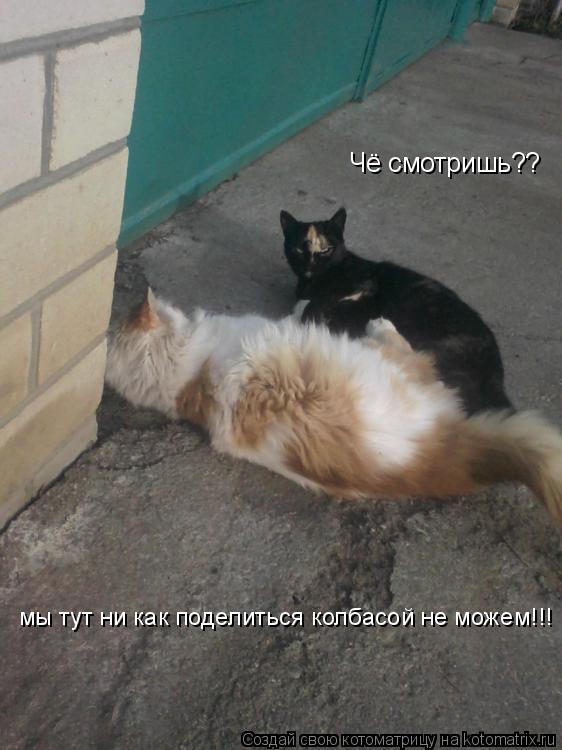 Котоматрица: Чё смотришь?? мы тут ни как поделиться колбасой не можем!!!