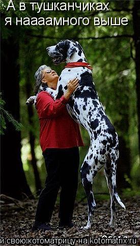 Котоматрица: А в тушканчиках  я наааамного выше