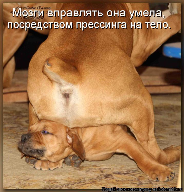 Мозги вправлять она умела, посредством прессинга на тело.... Котоматрица: Мозги вправлять она умела, посредством прессинга на тело.