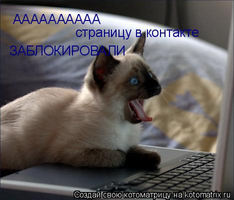 Котоматрица: АААААААААА страницу в контакте ЗАБЛОКИРОВАЛИ