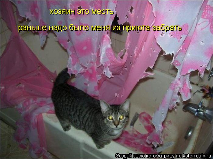 Котоматрица: хозяин это месть раньше надо было меня из приюта забрать раньше надо было меня из приюта забрать