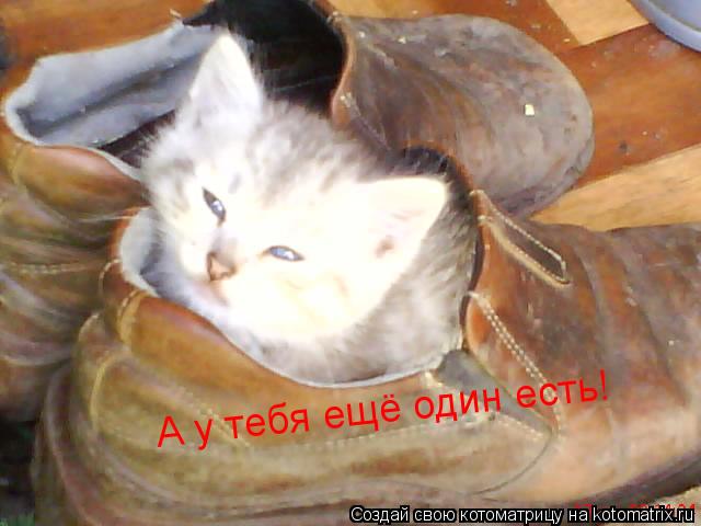 Котоматрица: А у тебя ещё один есть!