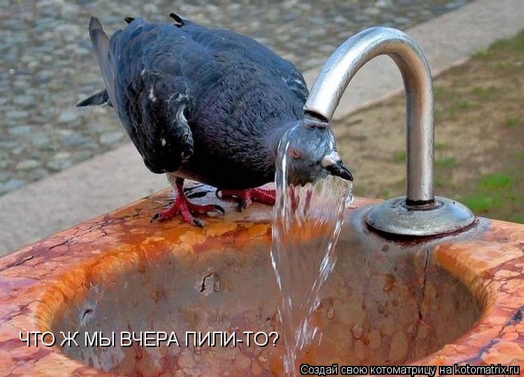 ЧТО Ж МЫ ВЧЕРА ПИЛИ-ТО?... Котоматрица: ЧТО Ж МЫ ВЧЕРА ПИЛИ-ТО?