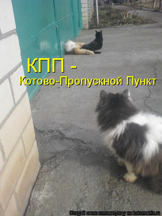 Котоматрица: КПП -  Котово-Пропускной Пункт