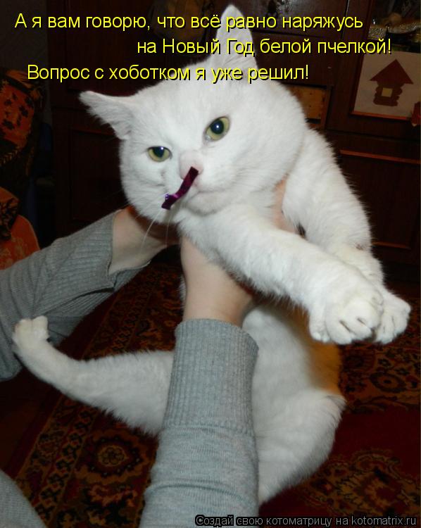 Котоматрица: А я вам говорю, что всё равно наряжусь на Новый Год белой пчелкой! Вопрос с хоботком я уже решил!