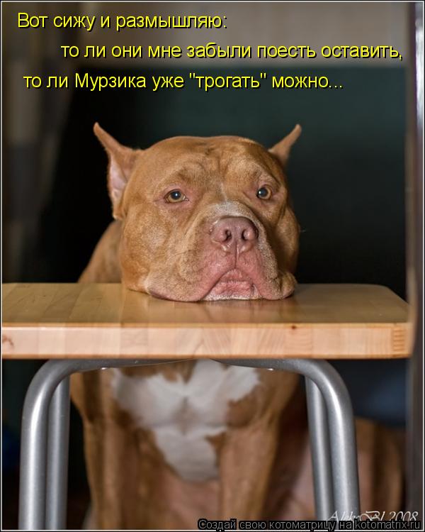 Котоматрица: Вот сижу и размышляю: то ли они мне забыли поесть оставить,  то ли Мурзика уже "трогать" можно...