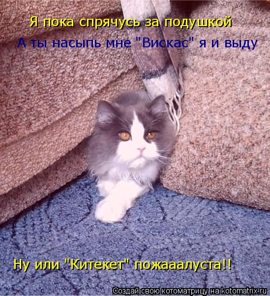 Я пока спрячусь за подушкой А ты насыпь мне "Вискас" я и выду Ну или "Китекет" пожааалуста!!... Котоматрица: Я пока спрячусь за подушкой А ты насыпь мне "Вискас" я и выду Ну или "Китекет" пожааалуста!!