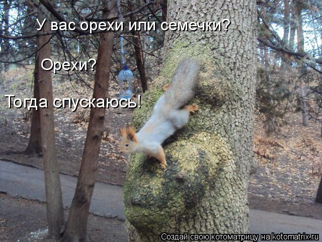 Котоматрица: Орехи? Тогда спускаюсь! У вас орехи или семечки?