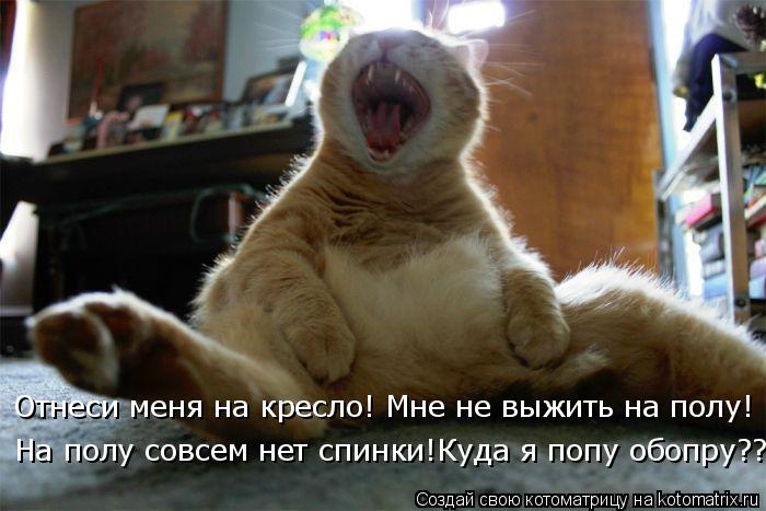 Отнеси меня на кресло! Мне не выжить на полу! На полу совсем нет спинки!Куда я попу обопру???... Котоматрица: Отнеси меня на кресло! Мне не выжить на полу! На полу совсем нет спинки!Куда я попу обопру???