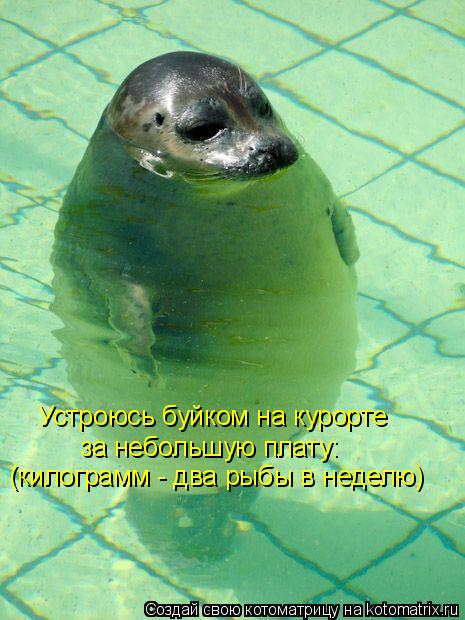 Котоматрица: Устроюсь буйком на курорте за небольшую плату: (килограмм - два рыбы в неделю)
