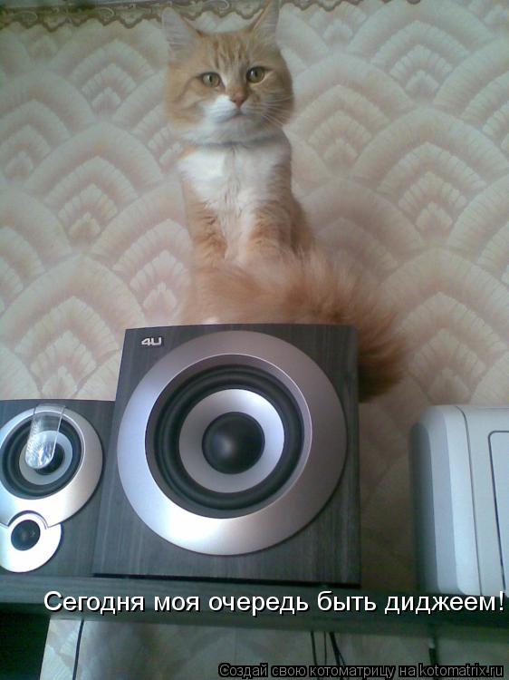 Котоматрица: Сегодня моя очередь быть диджеем!