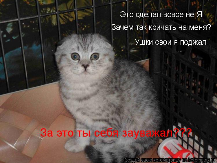 Котоматрица: Это сделал вовсе не Я Зачем так кричать на меня? Ушки свои я поджал За это ты себя зауважал???