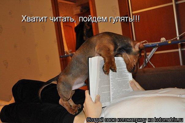 Котоматрица: Хватит читать, пойдем гулять!!!