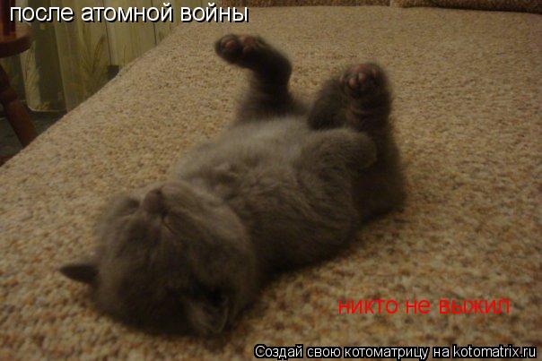 Котоматрица: после атомной войны  никто не выжил никто не выжил