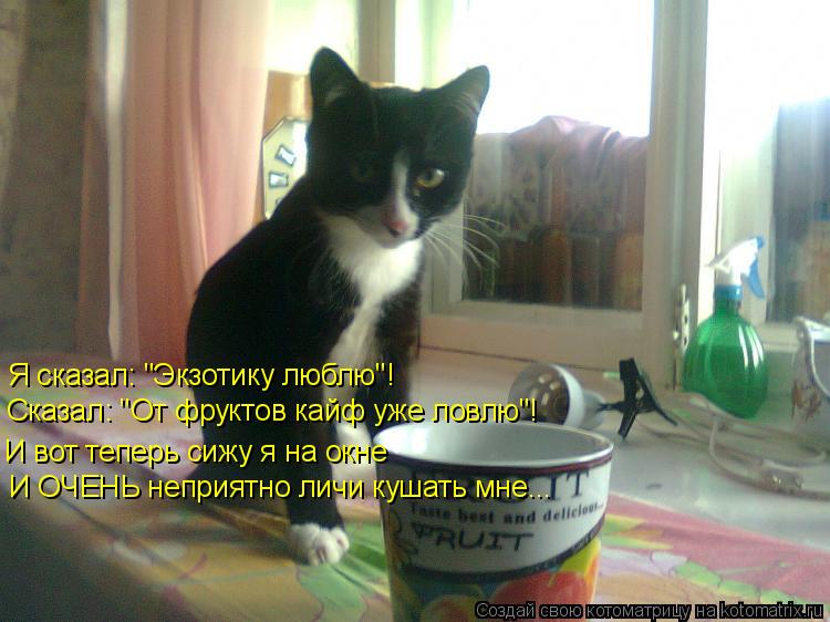 Котоматрица: Я сказал: "Экзотику люблю"! Сказал: "От фруктов кайф уже ловлю"! И вот теперь сижу я на окне И ОЧЕНЬ неприятно личи кушать мне...