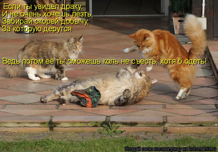 Котоматрица: Если ты увидел драку, И не очень хочешь лезть, Забирай скорей добычу, За которую дерутся Ведь потом её ты сможешь коль не съесть, хотя б одеть