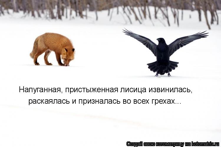 Котоматрица: Напуганная, пристыженная лисица извинилась,  раскаялась и призналась во всех грехах...