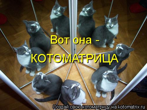 Котоматрица: КОТОМАТРИЦА Вот она -