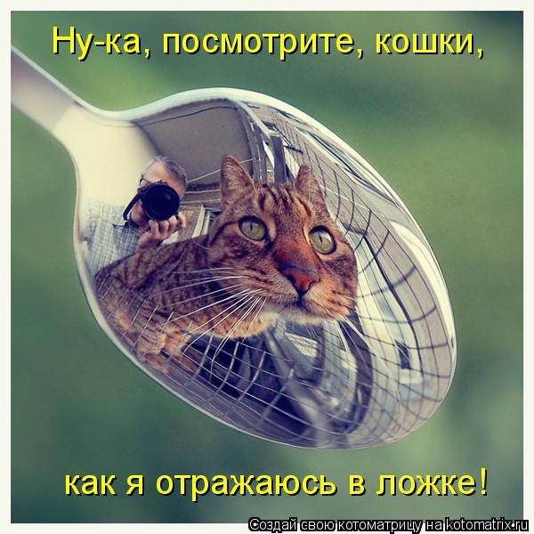 Котоматрица: Ну-ка, посмотрите, кошки, как я отражаюсь в ложке!