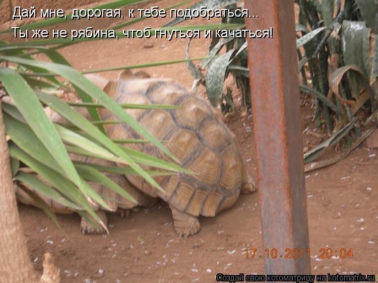 Котоматрица: Дай мне, дорогая, к тебе подобраться... Дай мне, дорогая, к тебе подобраться... Ты же не рябина, чтоб гнуться и качаться!