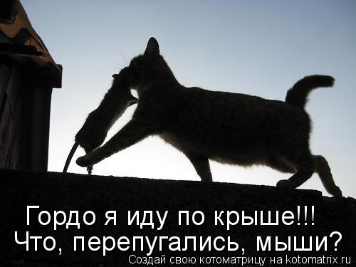 Котоматрица: Что, перепугались, мыши? Гордо я иду по крыше!!!