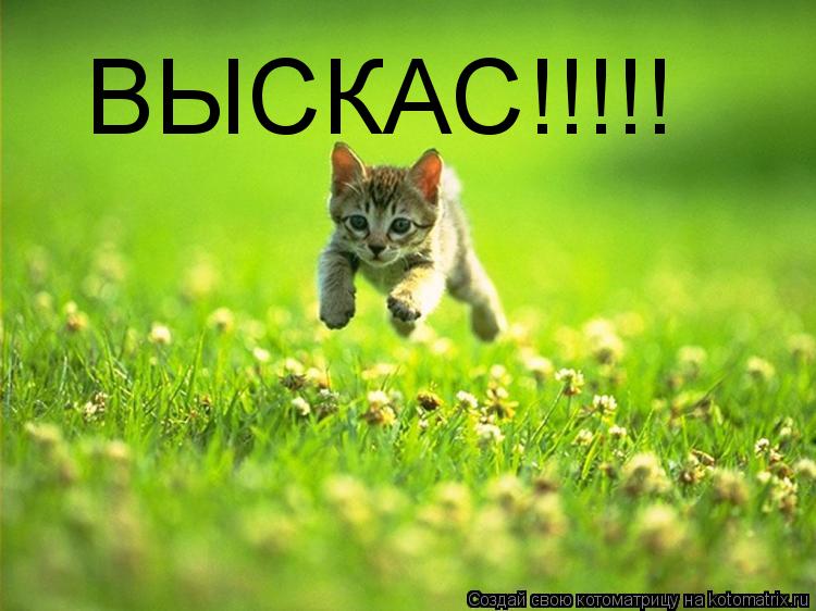 Котоматрица: ВЫСКАС!!!!!