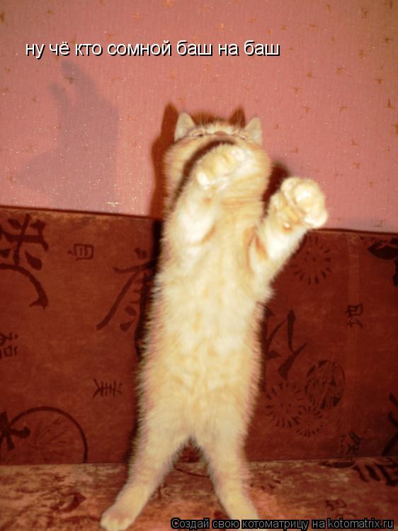 Котоматрица: ну чё кто сомной баш на баш