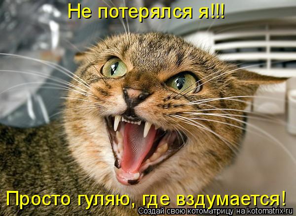 Котоматрица: Не потерялся я!!! Просто гуляю, где вздумается!