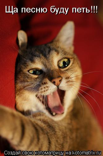 Котоматрица: Ща песню буду петь!!!