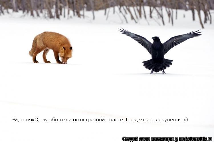 Котоматрица: Эй, птичкО, вы обогнали по встречной полосе. Предъявите документы х)  Эй, птичкО, вы обогнали по встречной полосе. Предъявите документы х)