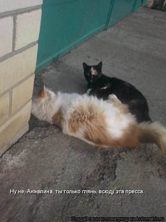 Котоматрица: Ну не, Анжелина, ты только глянь, всюду эта пресса.