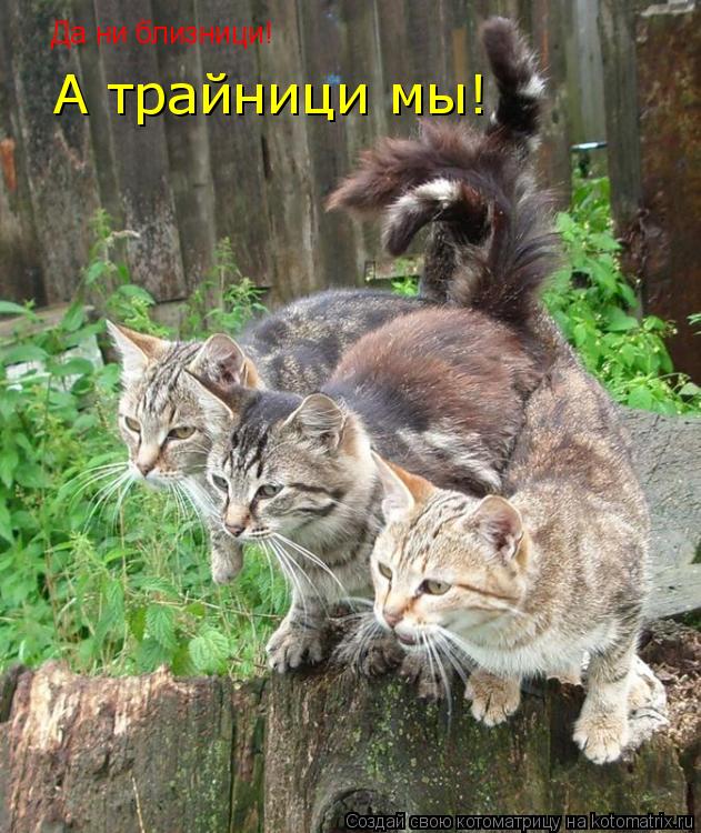 Котоматрица: Да ни близници! А трайници мы!