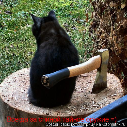 Котоматрица: Всегда за спиной тайное оружие =)