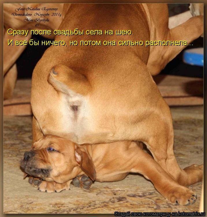 Котоматрица: Сразу после свадьбы села на шею. И всё бы ничего, но потом она сильно располнела...