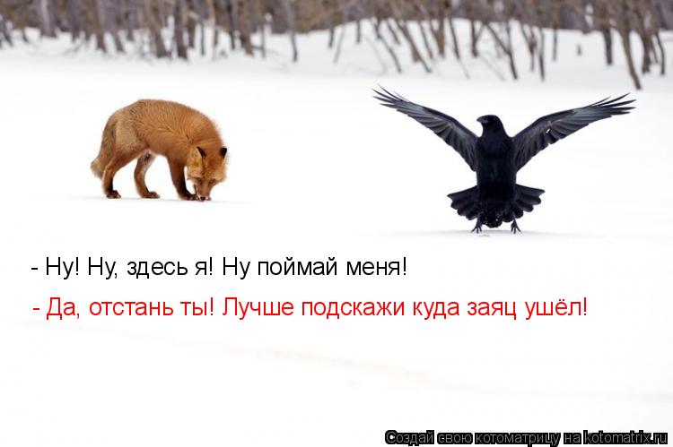 Котоматрица: - Ну! Ну, здесь я! Ну поймай меня! - Да, отстань ты! Лучше подскажи куда заяц ушёл!