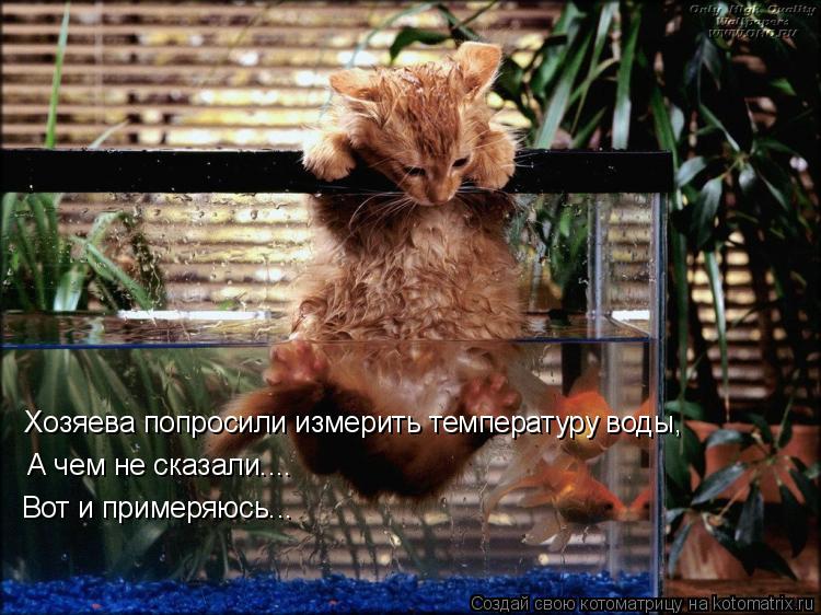 Котоматрица: Хозяева попросили измерить температуру воды, А чем не сказали.... Вот и примеряюсь...