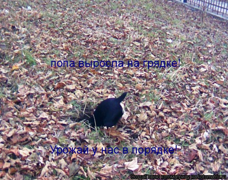 попа выросла на грядке! Урожай у нас в порядке!... Котоматрица: попа выросла на грядке! Урожай у нас в порядке!