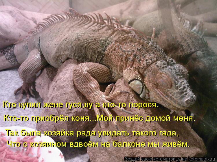 Кто купил жене гуся,ну а кто-то порося. Кто-то приобрёл коня...Мой принёс домой меня. Что с хозяином ... Котоматрица: Кто купил жене гуся,ну а кто-то порося. Кто-то приобрёл коня...Мой принёс домой меня. Что с хозяином вдвоём на балконе мы живём. Так была хозяй